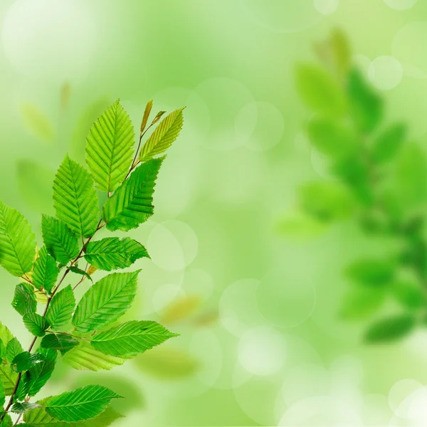 Färska gröna blad — Stockfoto