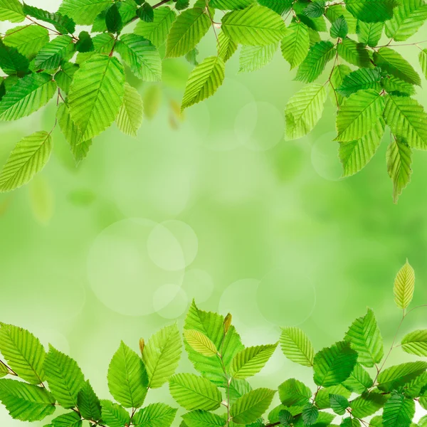 Fresh green leaves — Stock Photo, Image