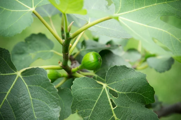 Fresh figs — Stock Photo, Image