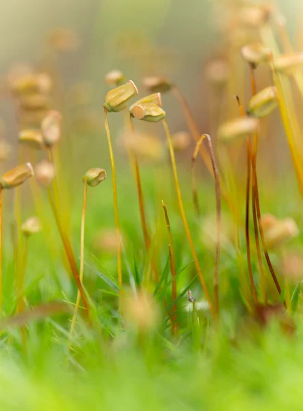 Wet moss — Stock Photo, Image