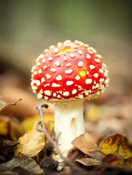 Amanita muscaria — Photo