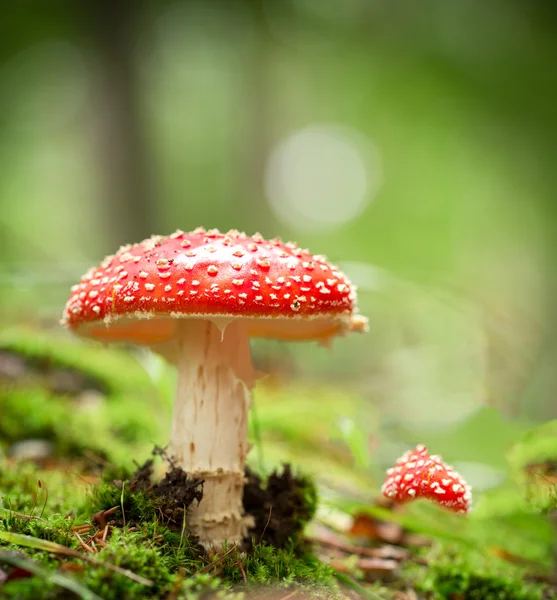 Amanita muscaria — Stockfoto