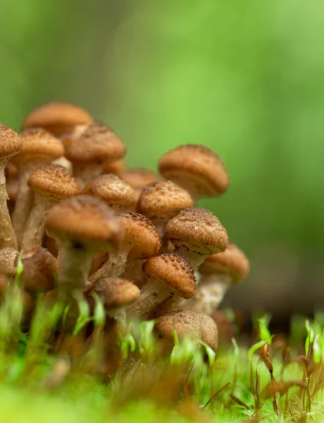 Armillaria mellea — Foto Stock