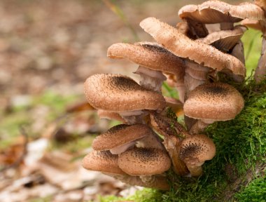 armillaria mellea
