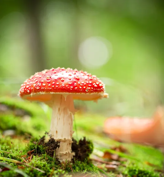 Amanita muscaria — Foto Stock