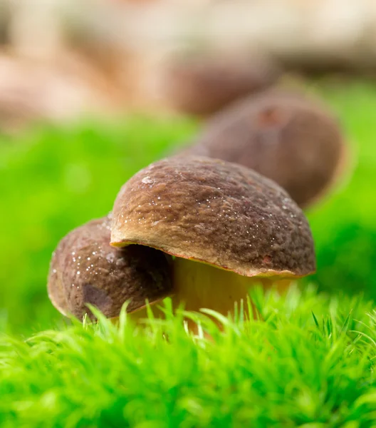 CEP xerocomus žlutomasý — Stock fotografie