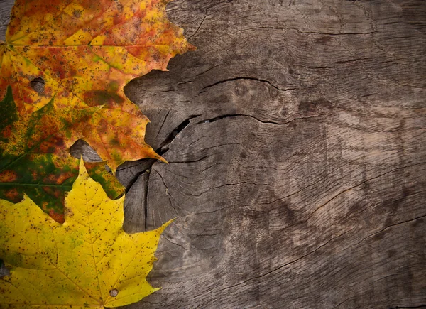 Herfstbladeren — Stockfoto