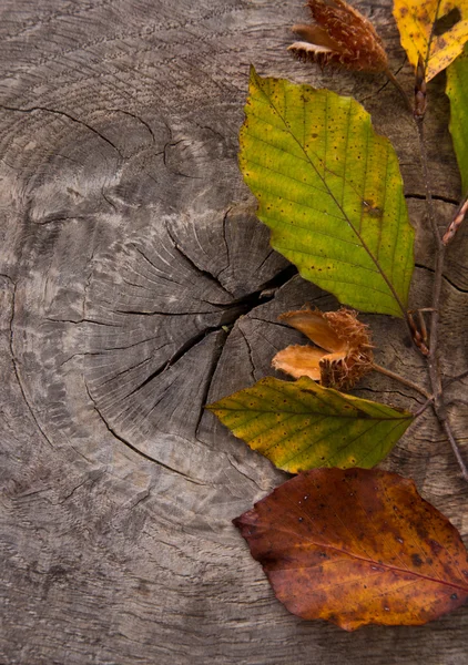 Folhas de Outono — Fotografia de Stock