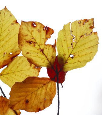Sonbahar Yaprakları