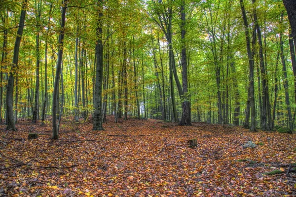 Foglie d'autunno — Foto Stock