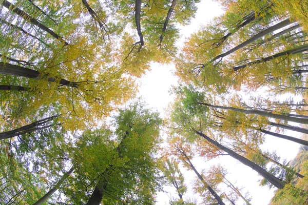 Autumn forest — Stock Photo, Image