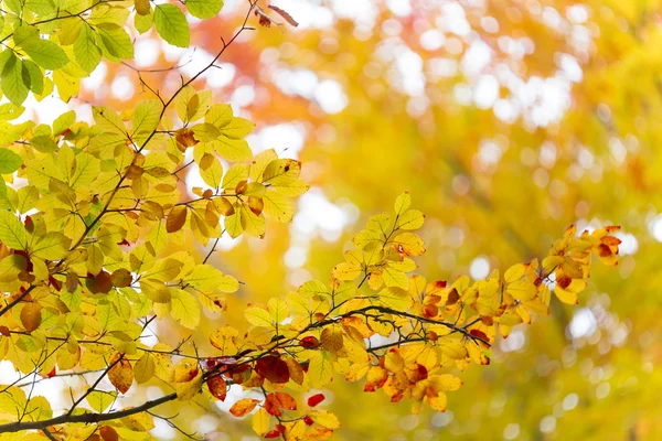 Herbstblätter — Stockfoto