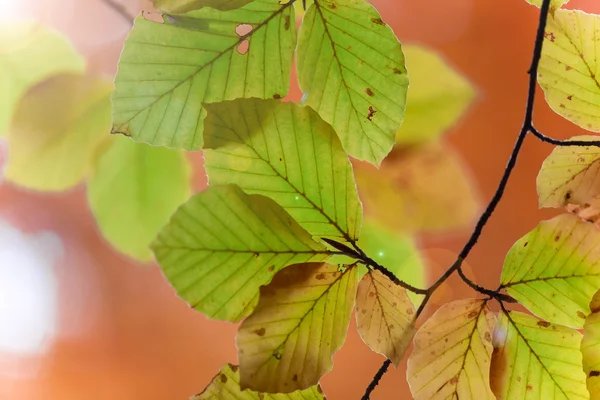 Herfstbladeren — Stockfoto