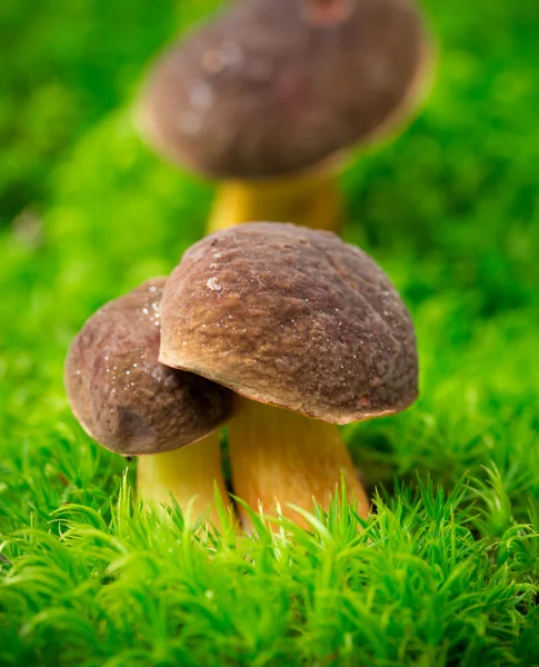 CEP Xerocomus chrysenteron — Foto Stock