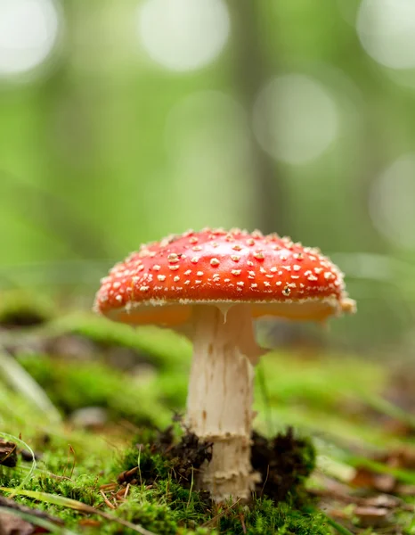 Amanita muscaria — Stockfoto