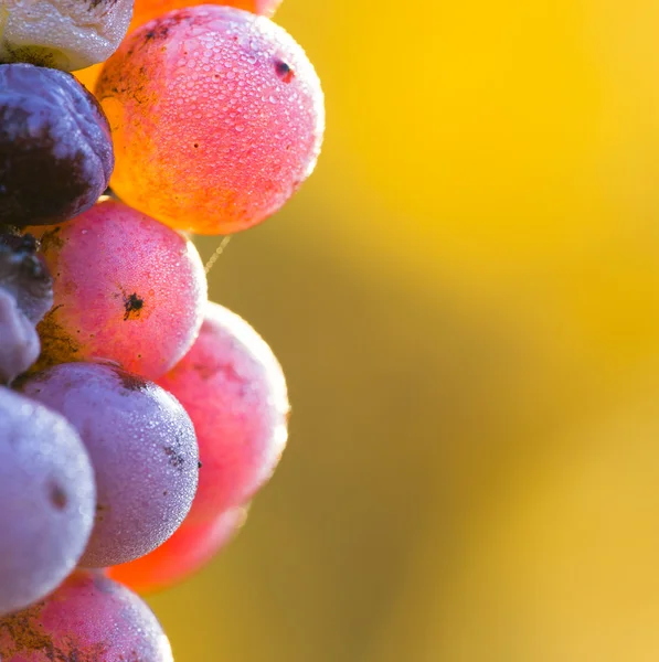 Wine grapes on a vine branch — Stock Photo, Image