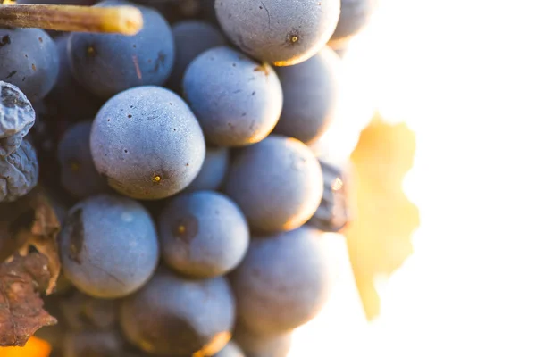 Wine grapes on a vine branch — Stock Photo, Image