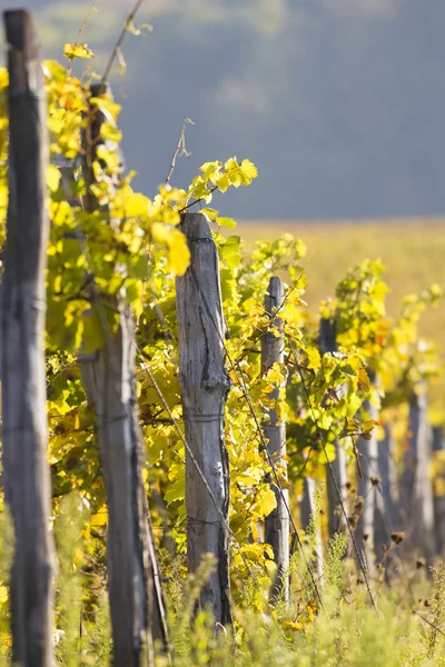 Krásné vinice krajina — Stock fotografie