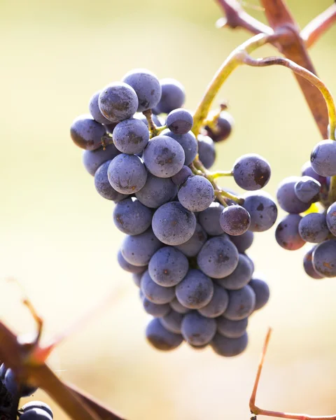 Wine grapes on a vine branch — Stock Photo, Image