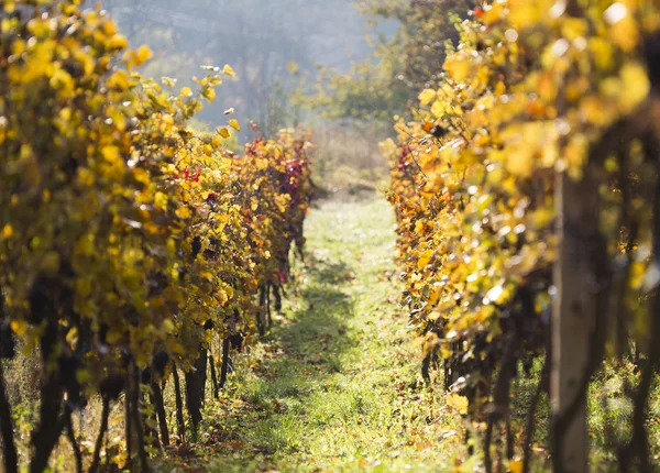 Beautiful vineyard landscape — Stock Photo, Image