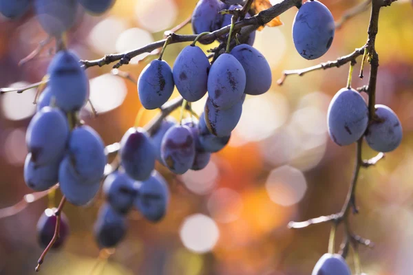 Prunes mûres suspendues à un arbre — Photo