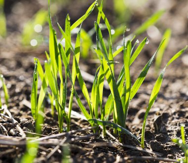 su damlacığı ile taze yeşil çimen
