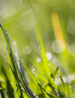 su damlacığı ile taze yeşil çimen