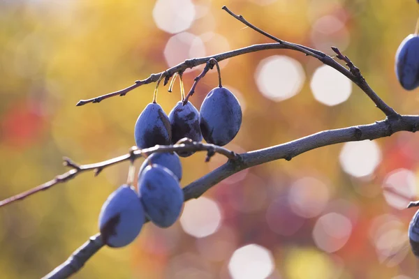 Ripe plums hanging from a tree — Stock Photo, Image