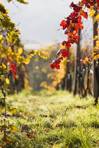 Bela paisagem da vinha — Fotografia de Stock