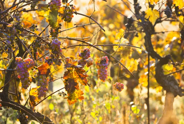 Uvas de vinho em um ramo de videira — Fotografia de Stock