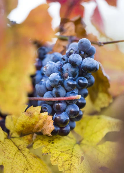 Wine grapes on a vine branch — Stock Photo, Image