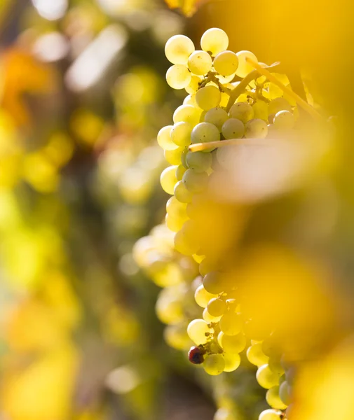 ツルの枝にワインのブドウ — ストック写真