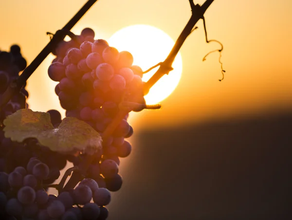 Wine grapes on a vine branch — Stock Photo, Image