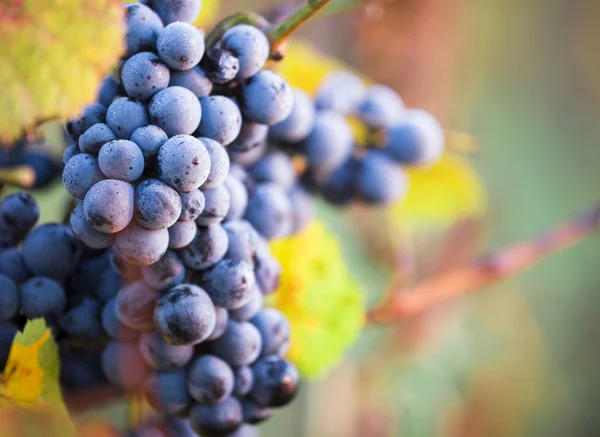 Şarap üzüm asma dal — Stok fotoğraf