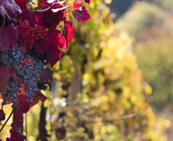 Wine grapes on a vine branch — Stock Photo, Image