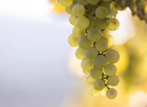 Wine grapes on a vine branch — Stock Photo, Image