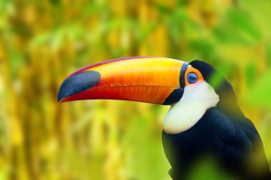 renkli toucan kuş