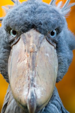 shoebill, Ebu markub