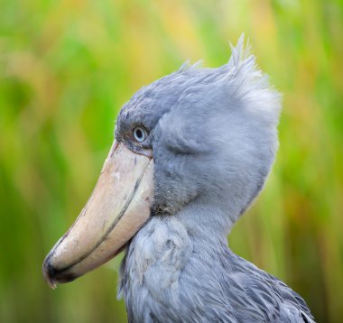 shoebill, Ebu markub