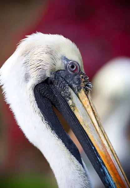 Bruine pelikaan — Stockfoto