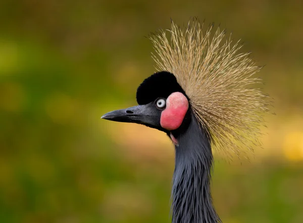 Close-up of a Grey Crowned Crane — Stock Photo, Image