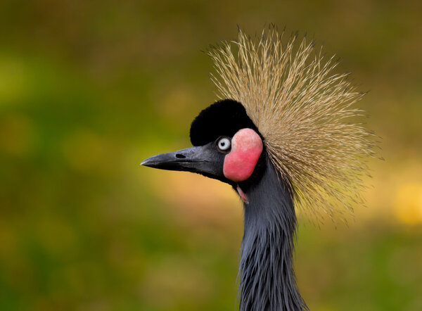 Close-up of a Grey Crowned Crane
