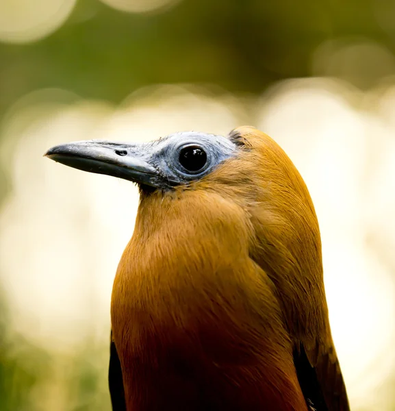 Exotic bird — Stock Photo, Image