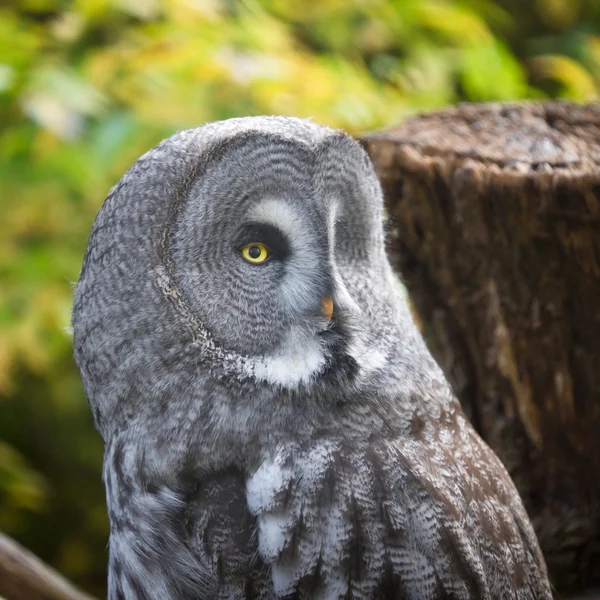 Short-eared Owl — Stock Photo, Image