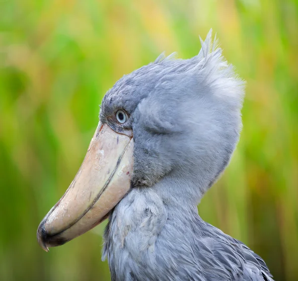 Shoebill, Abu Markub — Stock Photo, Image