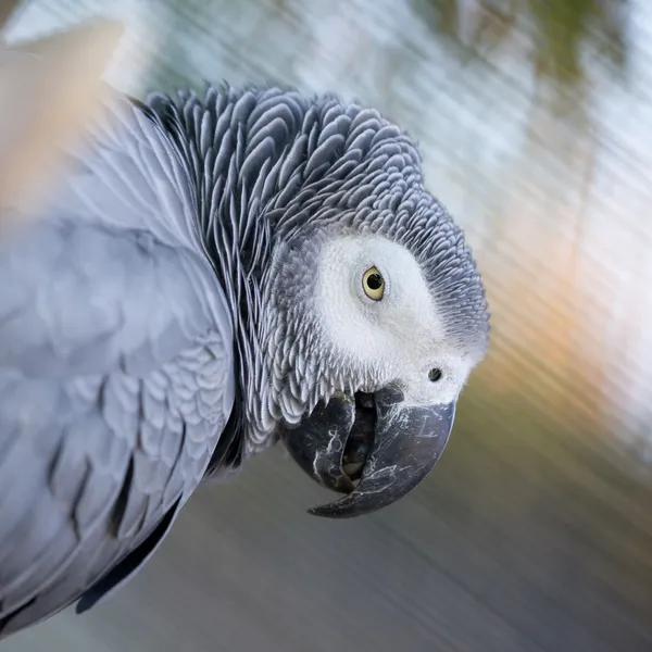 翼の灰色のコンゴウインコ — ストック写真