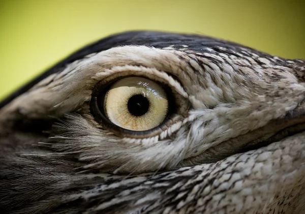 Oeil d'oiseau — Photo