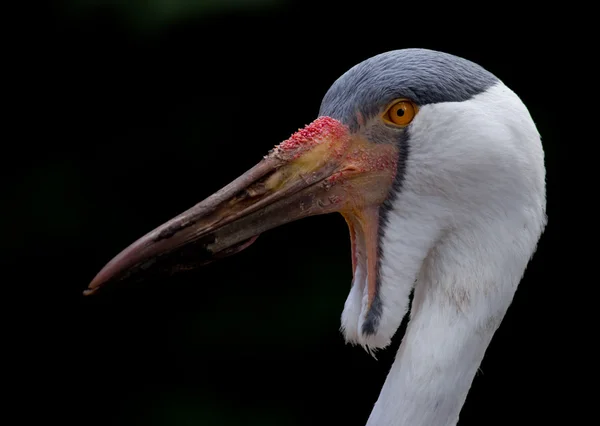 Brown Pelican — Stock Photo, Image