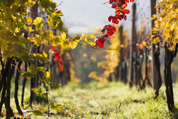 Vindruvor på en vinstock gren — Stockfoto