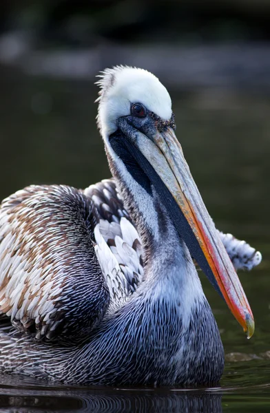 Brown Pelican — Stock Photo, Image